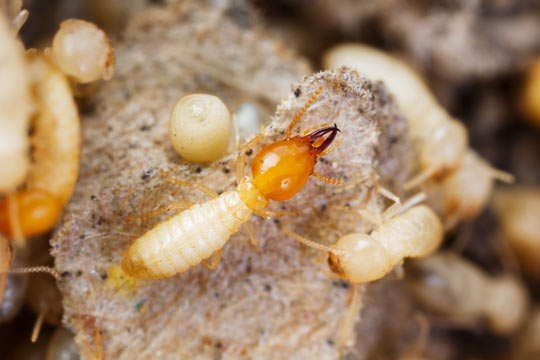 Why a professional timber pest inspection is a must